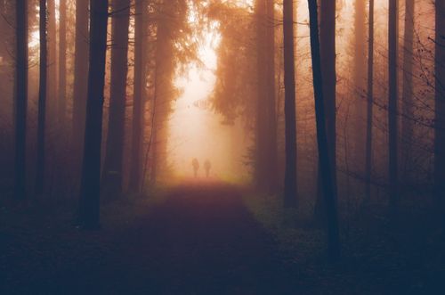 Free Enchanting forest path in Zürich, Switzerland enveloped in autumn fog and morning light. Stock Photo