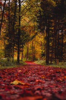 A picturesque autumn scene with vibrant foliage on a forest path in Zürich, Switzerland.