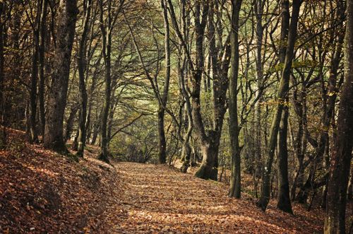 Free Scenic autumn forest path covered in leaves, capturing the tranquility and beauty of nature in Pristina. Stock Photo