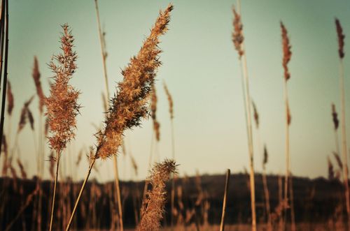 Free Close-up of dry grasses in a field under a serene sunset sky, evoking a sense of tranquility and natural beauty. Stock Photo