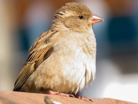Detailed photo of a house sparrow perched in Santa Maria, Brazil.
