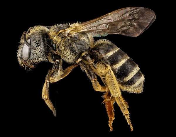 bee-halictus-macro-pollinator.jpg?auto=compress&cs=tinysrgb&w=600