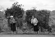 两名越南妇女在越南农村的收获季节背着大捆植被