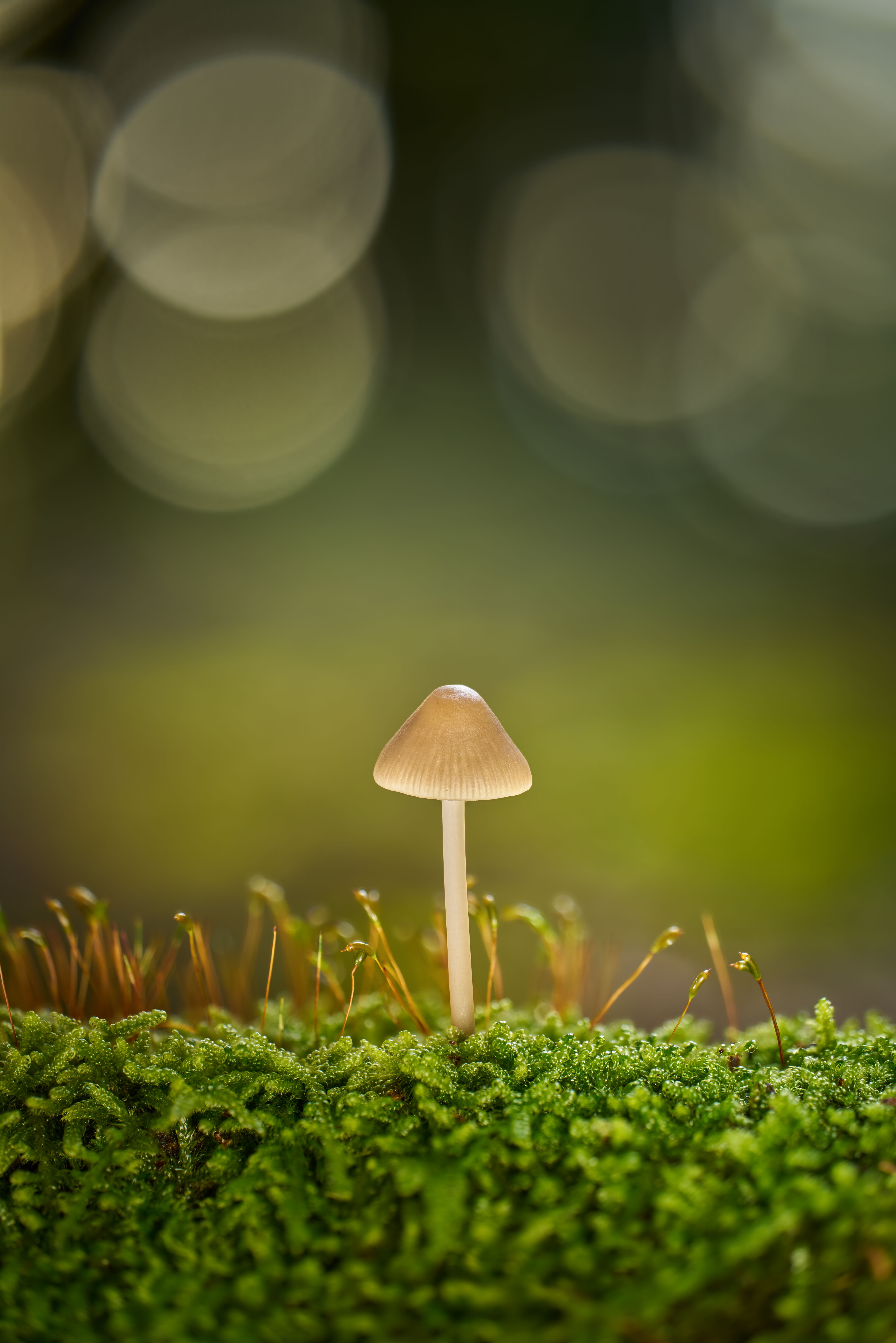 Close-up of mushroom on mossy forest floor — psilocybin and ibogaine both promote neuroplasticity, but through distinct biological pathways with different durations