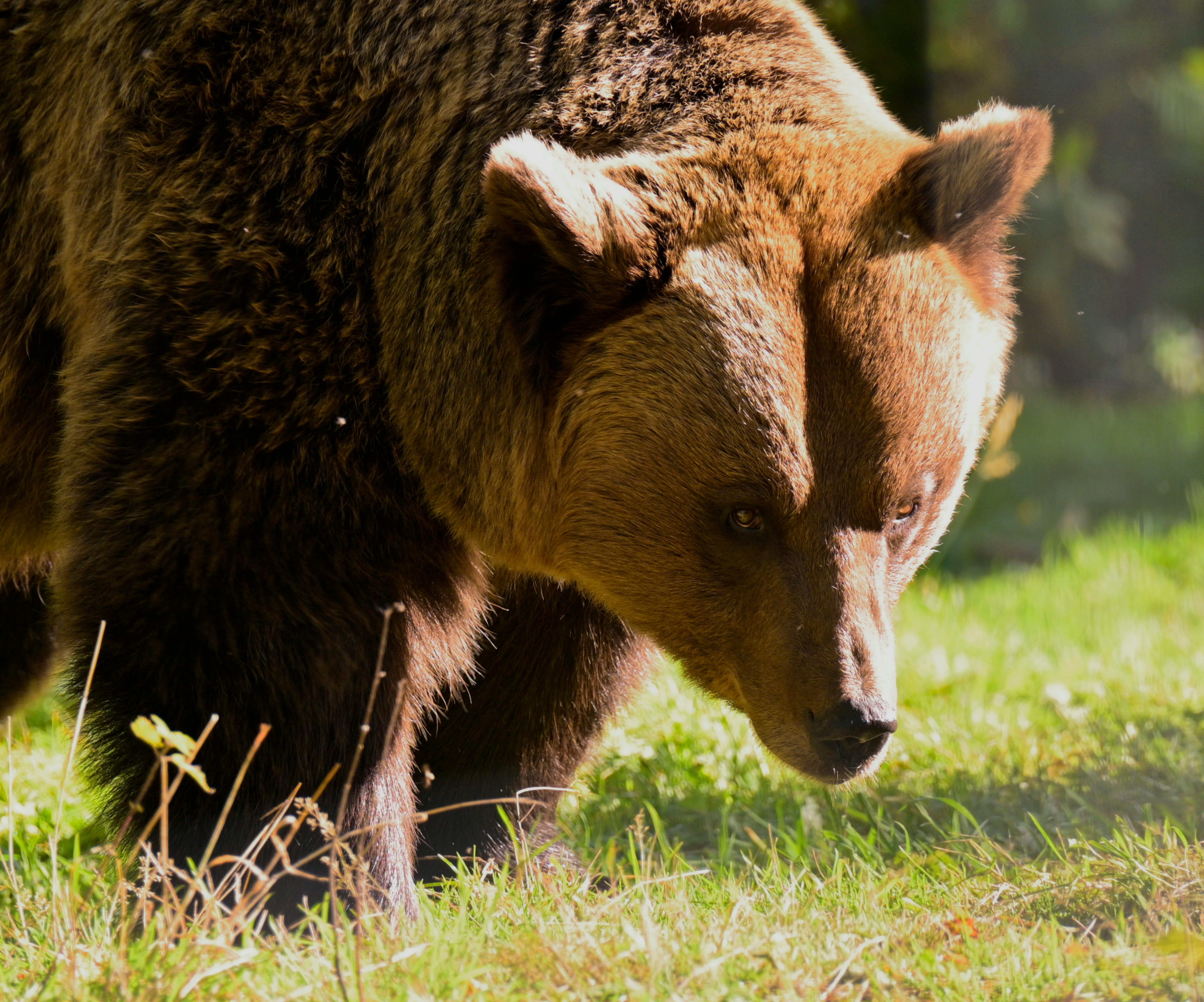 Najbolj nenavadna doživetja v divjini: Ekstremni divji safari