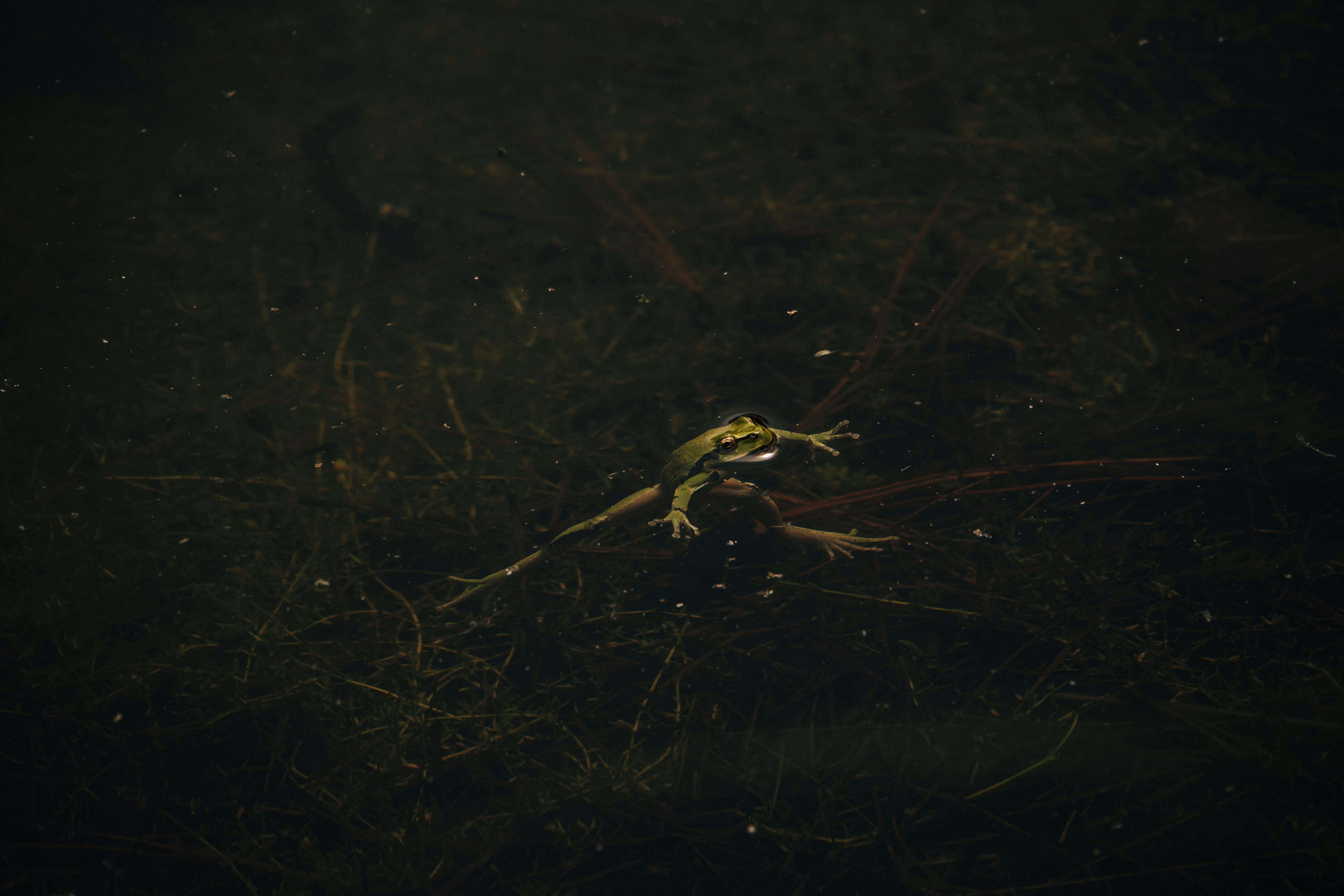 Harnessing Green Hydrogen for a Sustainable Future