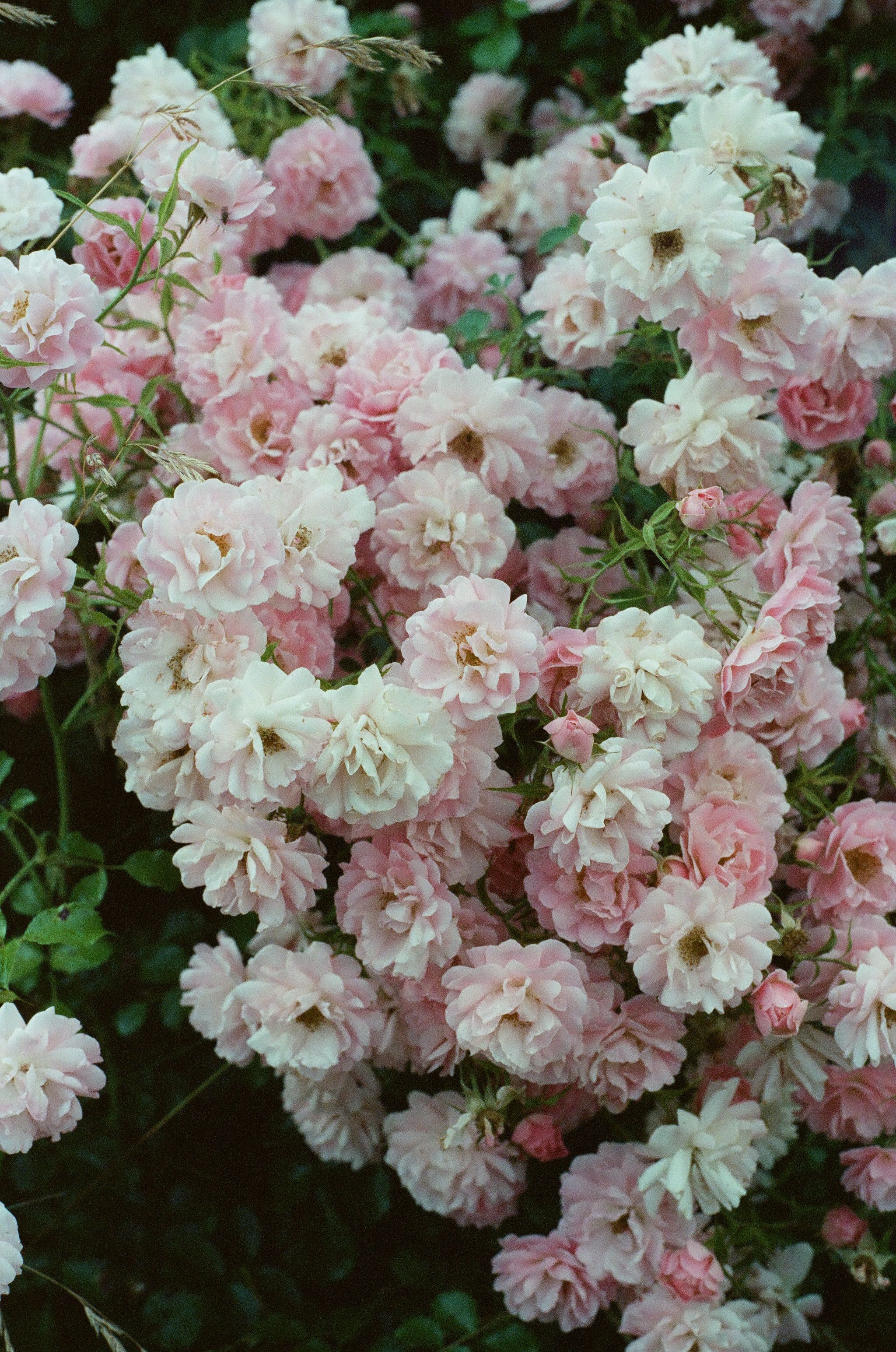 Beautiful Pink Garden Roses Captured on Film · Free Stock Photo