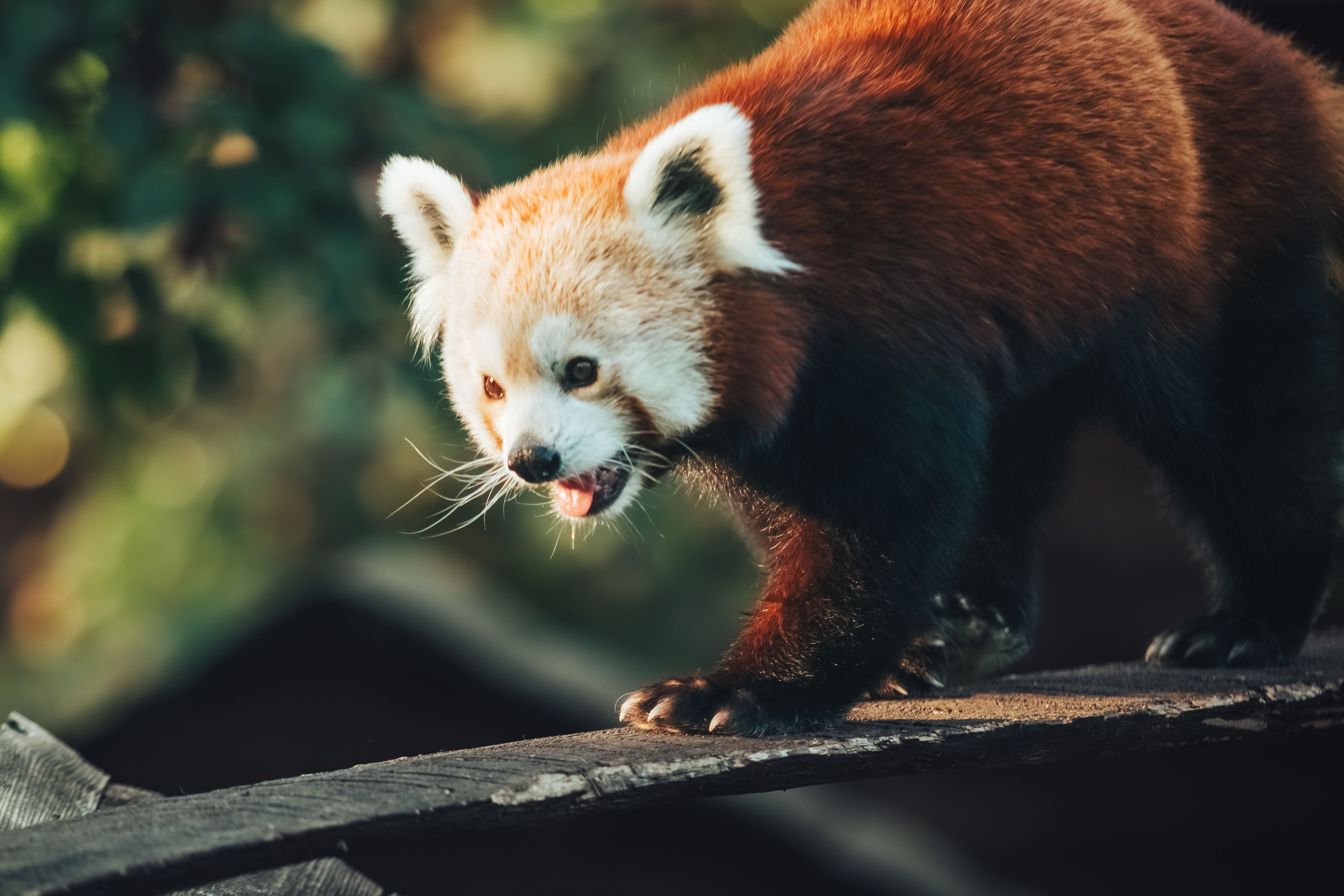 Red Panda Balancing on Wooden Beam Outdoors · Free Stock Photo