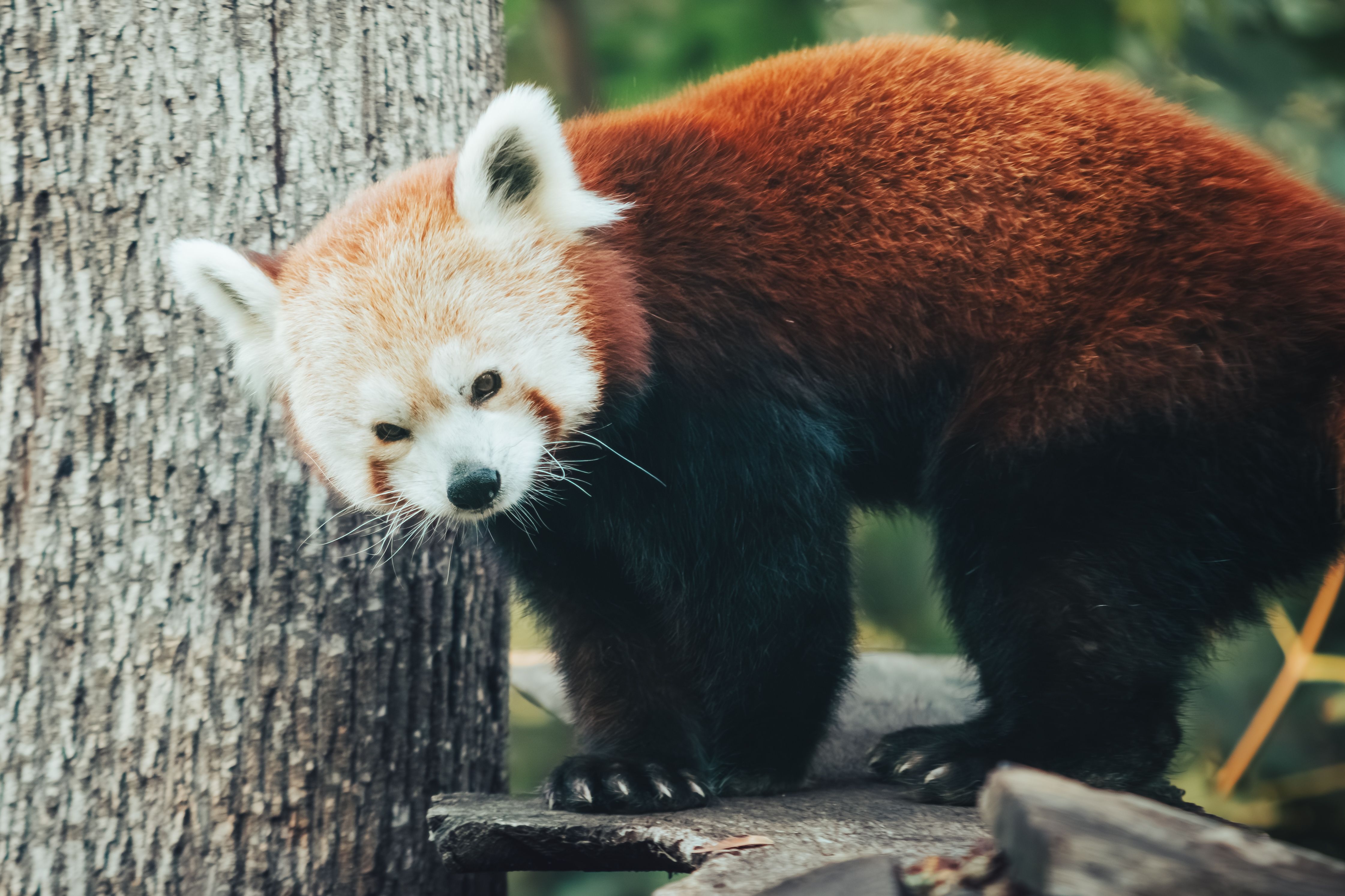 Fotomural Primer plano de un panda rojo sobre un tronco en un frondoso bosque. Vibrante y curioso.
