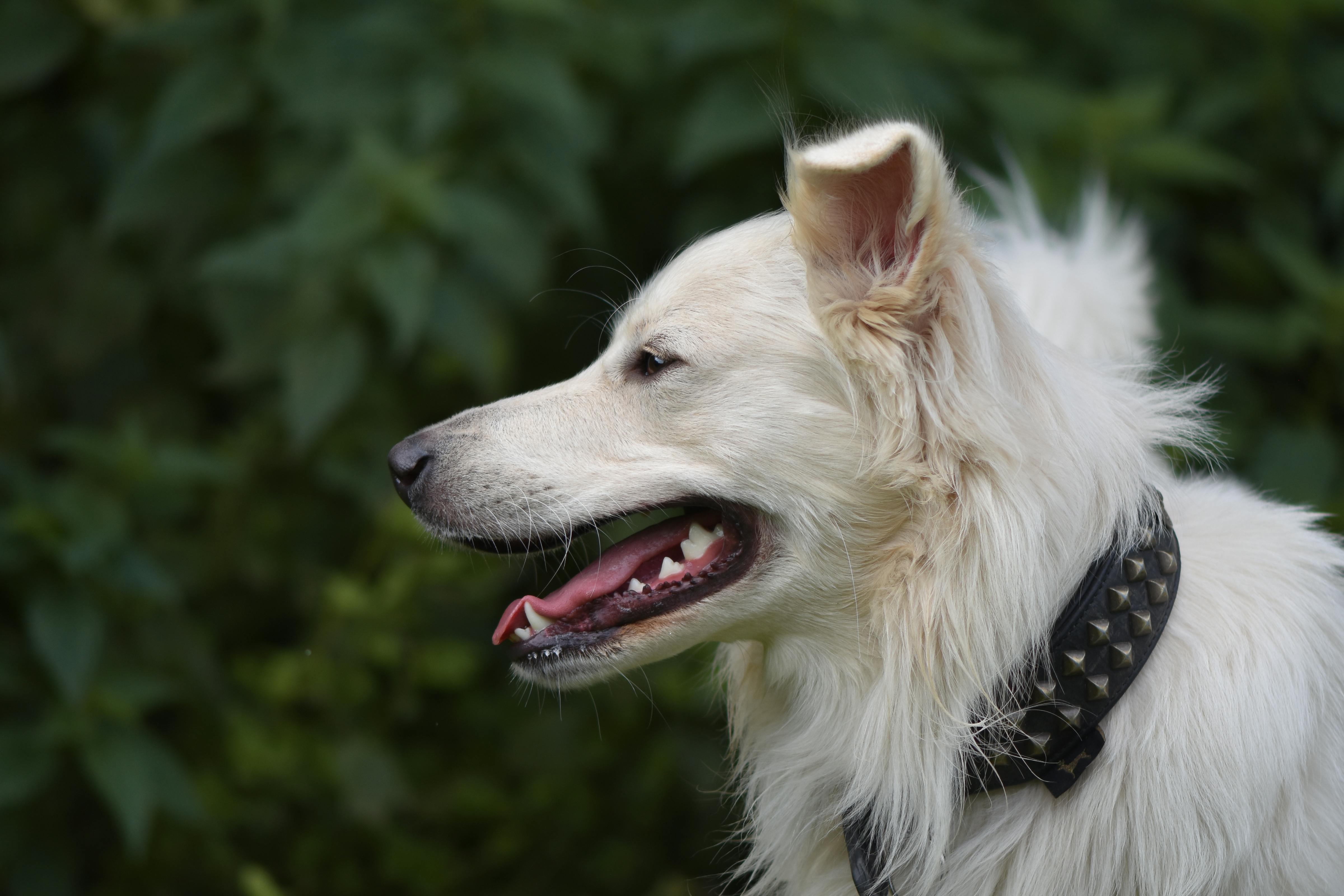pet insurance pet health costs — Photo by Alexas Fotos on Pexels