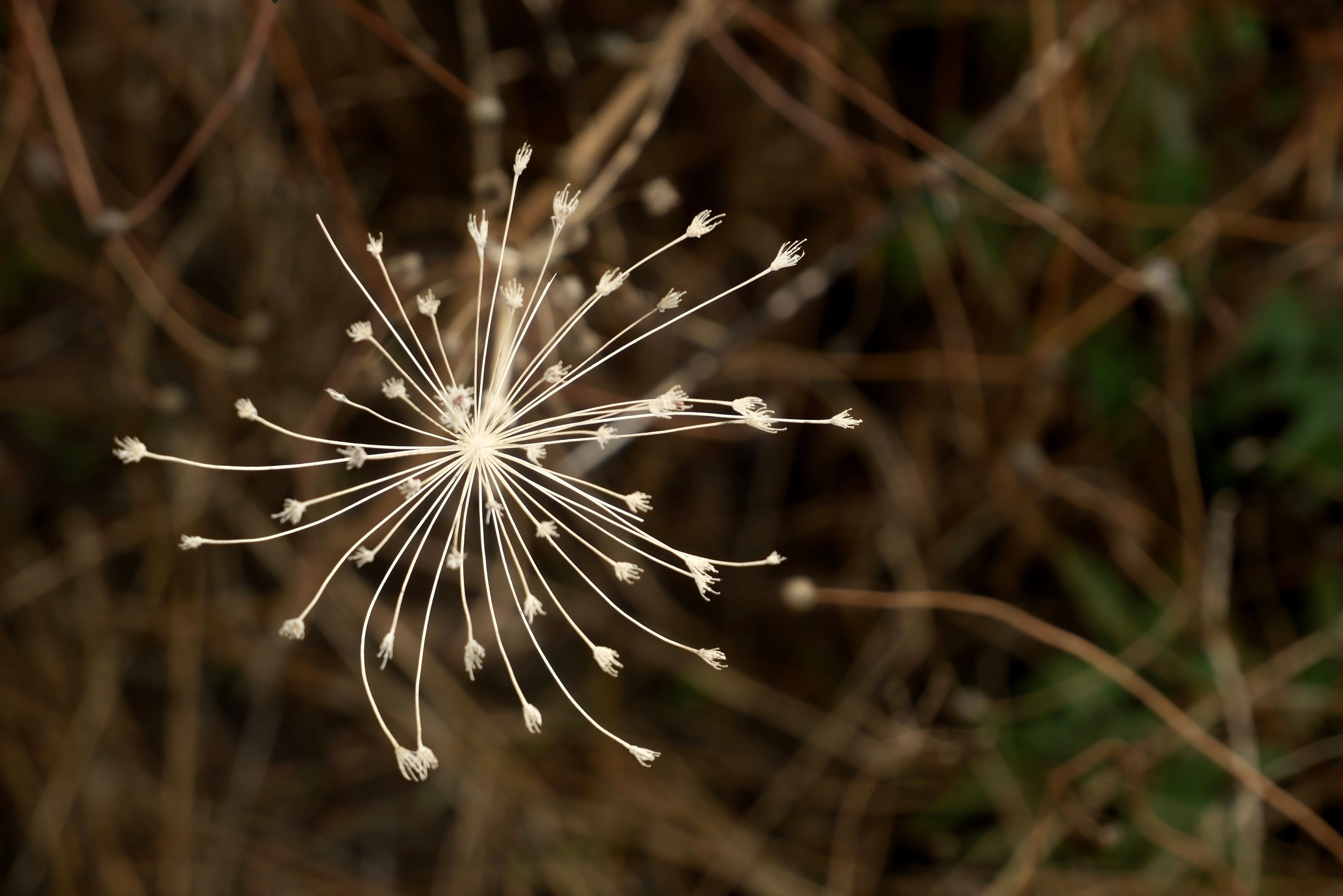 A close-up of a dry seed head with a blurred natural background, showcasing intricate details.