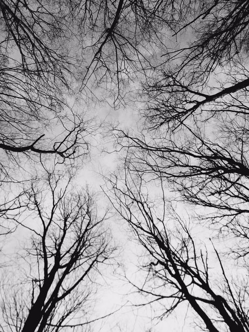 Free Captivating black and white photo of leafless trees reaching towards the sky. Stock Photo
