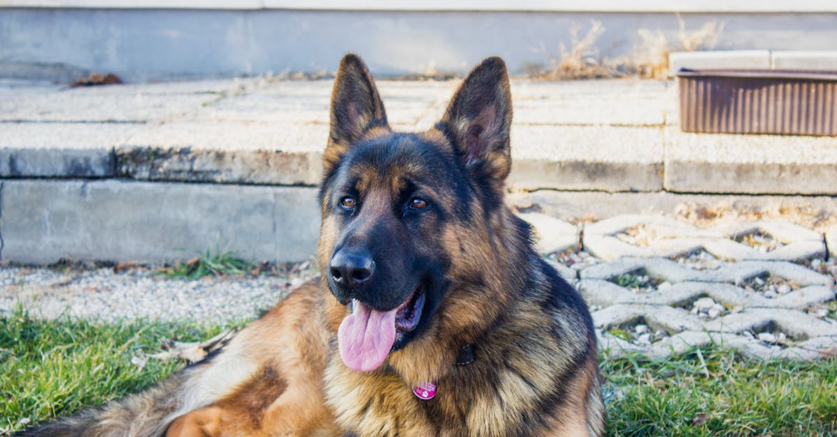 How much is a pedigree German shepherd UK