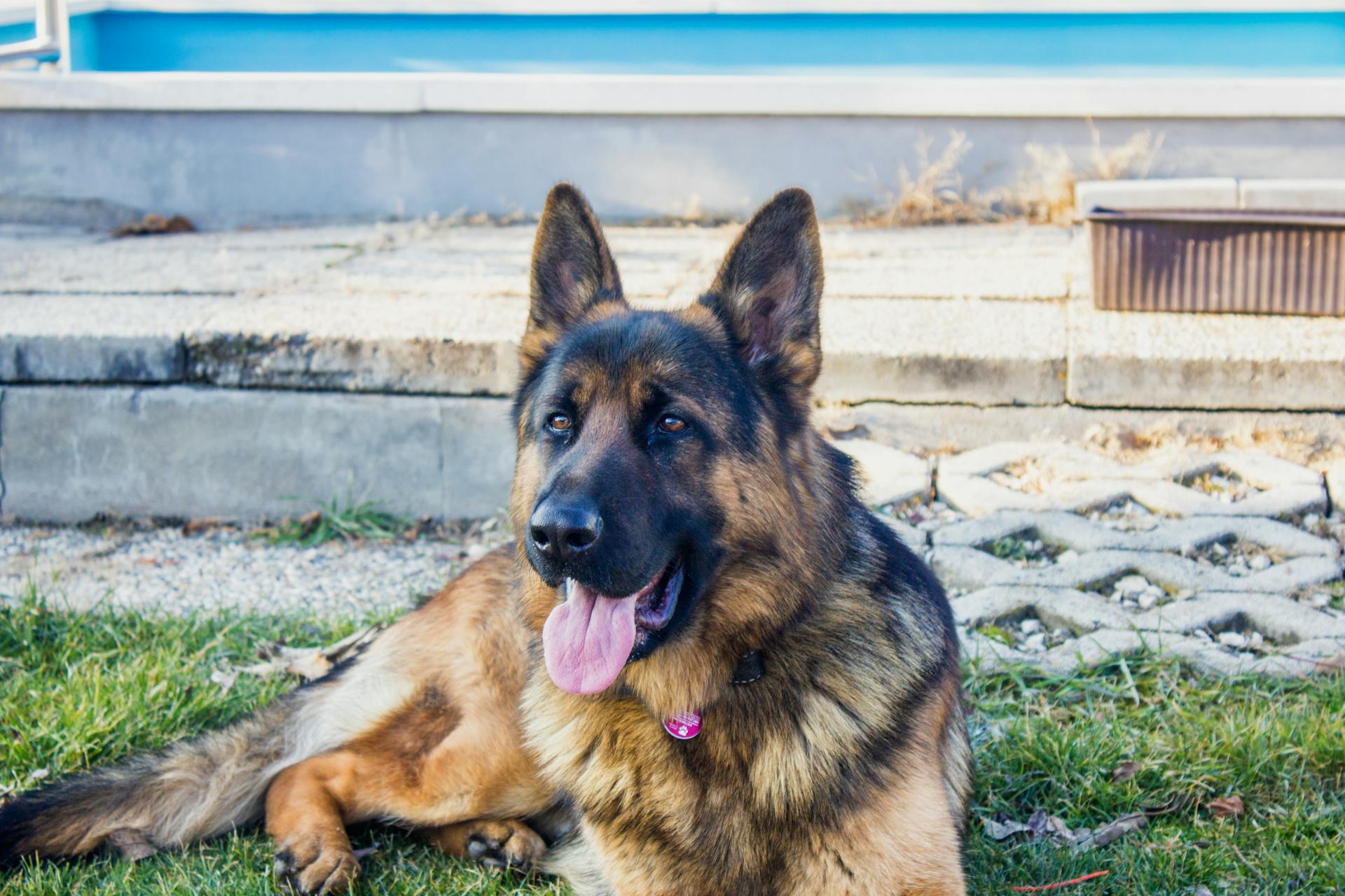 En schäferhund som lutar sig mot gräset