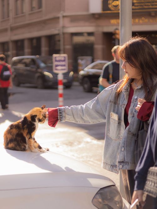 Free A young woman in İstanbul gently pets a calico street cat on a car hood during a sunny day. Stock Photo