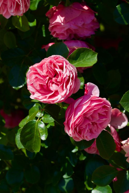 Free Close-up of blooming pink roses with lush green leaves, capturing the vibrant summer beauty. Stock Photo