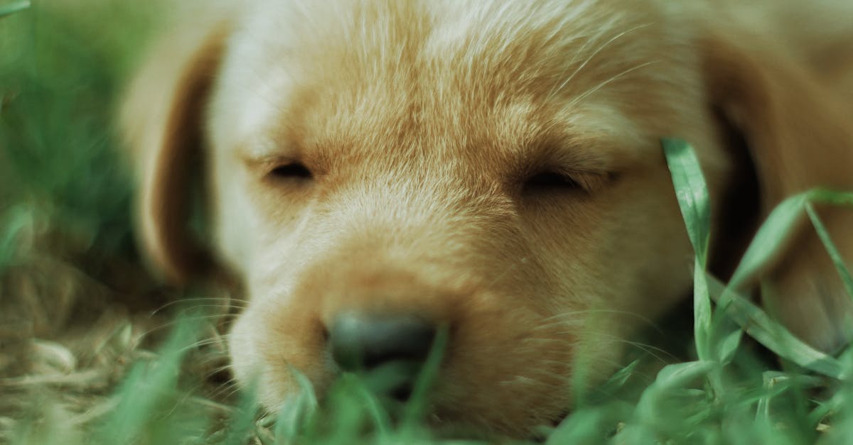 Charming Labrador puppy sleeping peacefully on a grassy lawn, showcasing tranquility and innocence.