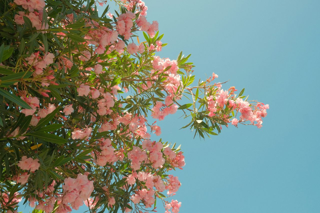 beautiful pink oleander flowers contrasting with a clear blue sky capt