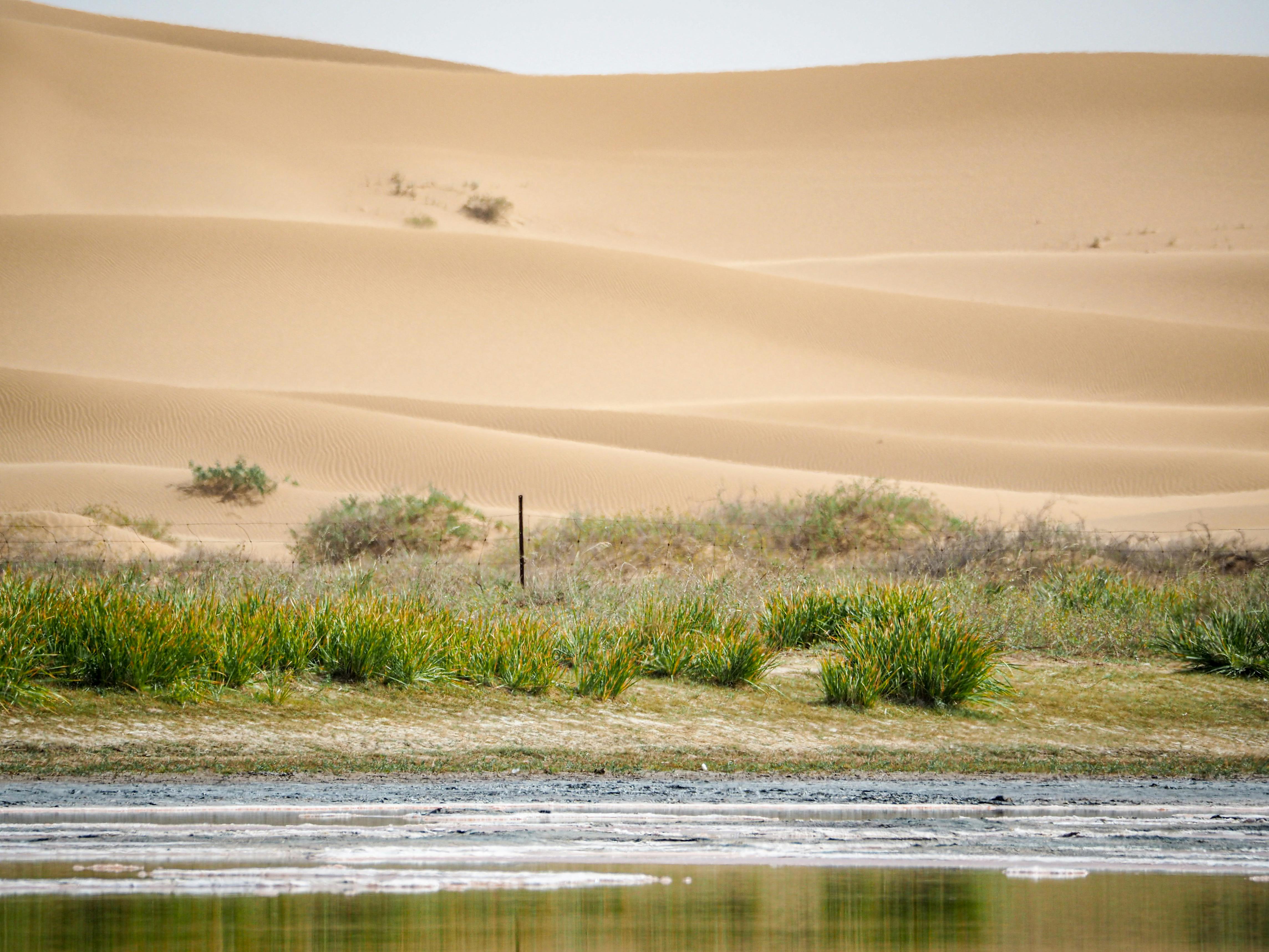 Image : Sahara's Whisper: My Solo Journey Through Sand, Silence, and Self-Discovery