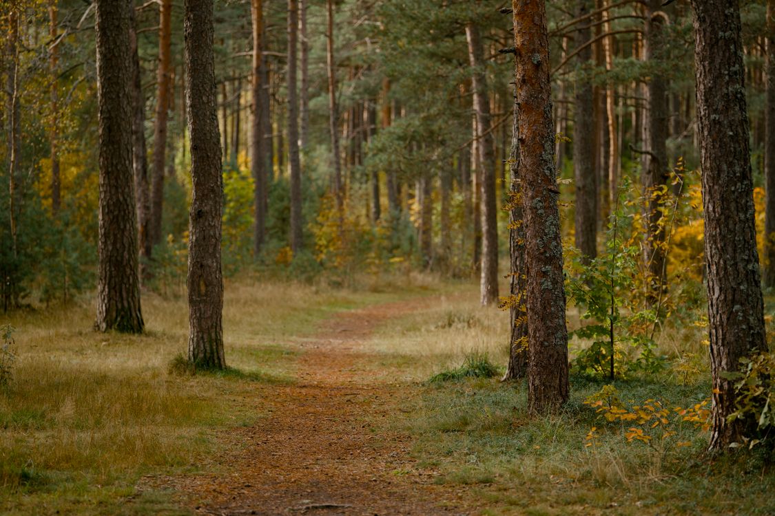 Serene Autumn Forest Path with Golden Foliage · Free Stock Photo