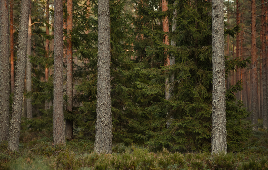 A tranquil view of a dense boreal forest with tall evergreen trees and soft sunlight.