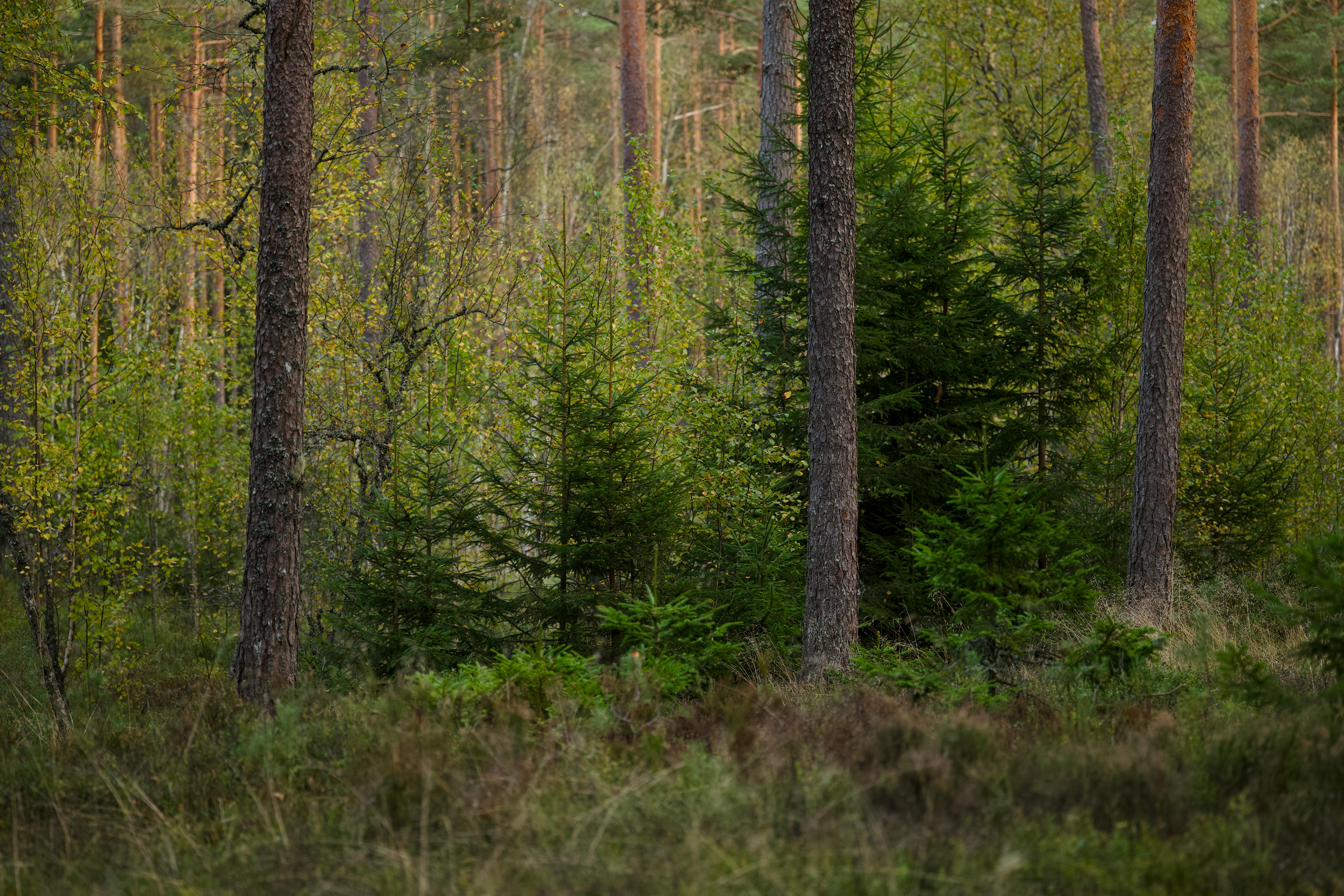 Sustainable Growth Tips for Ambitious Entrepreneurs