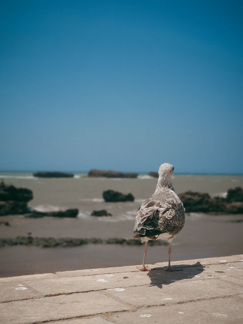 Waves and seabirds on the Atlantic shoreline at Essaouira on Morocco's coast.