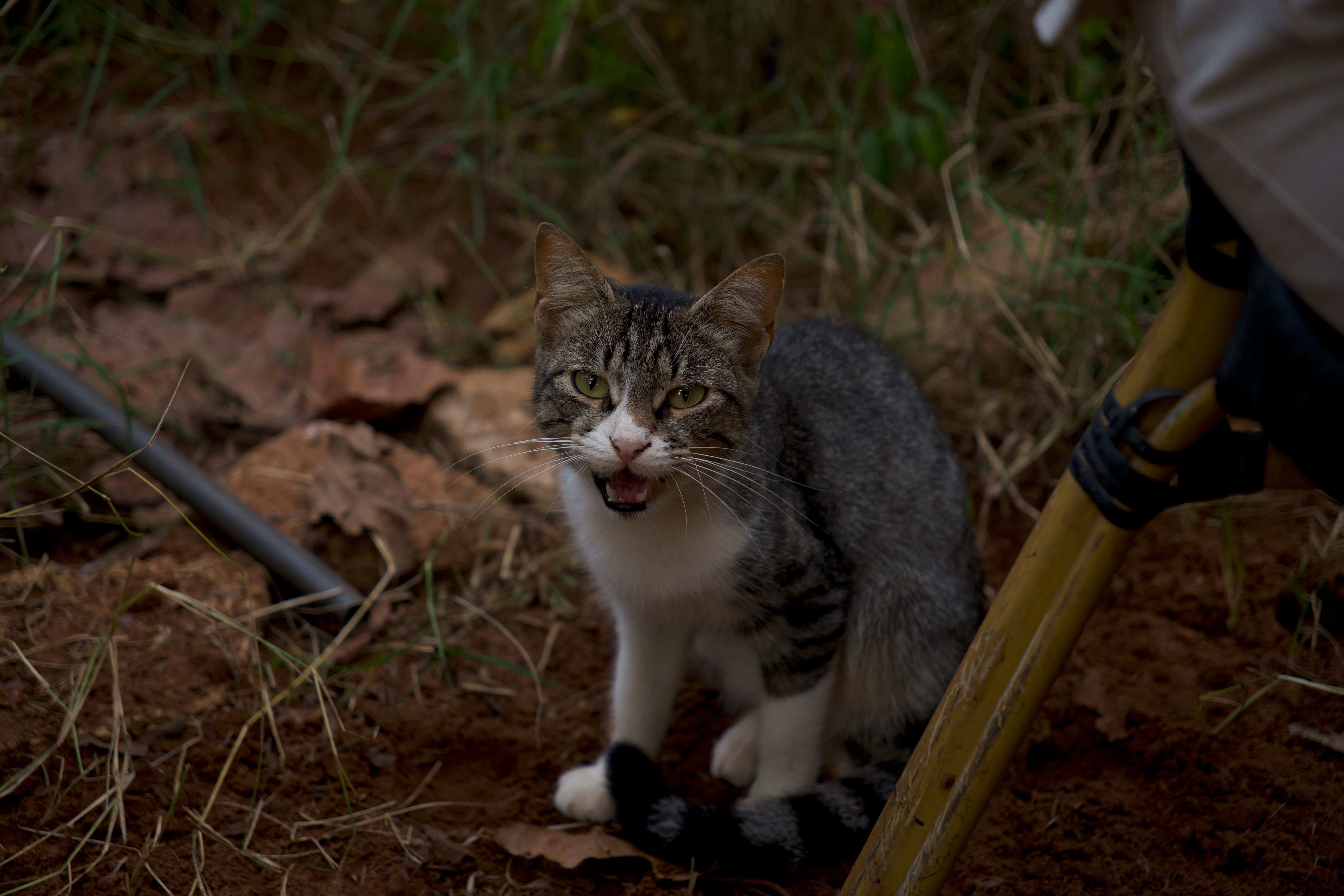 Portrait of a cat at a veterinary clinic