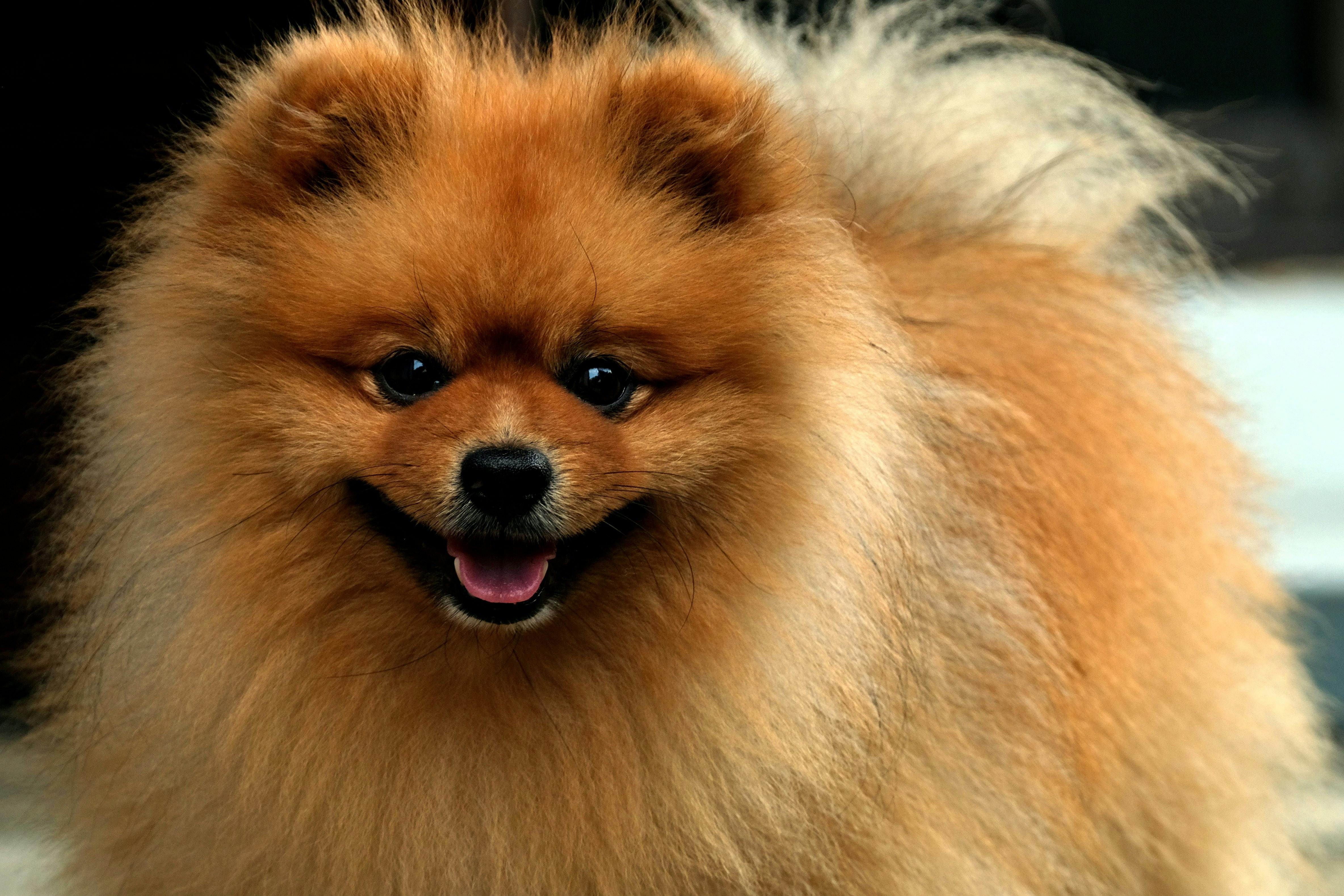What’s the best pet insurance in Arizona? Guide to 2026’s top providers - AZ Big Media — Photo by hartono subagio on Pexels