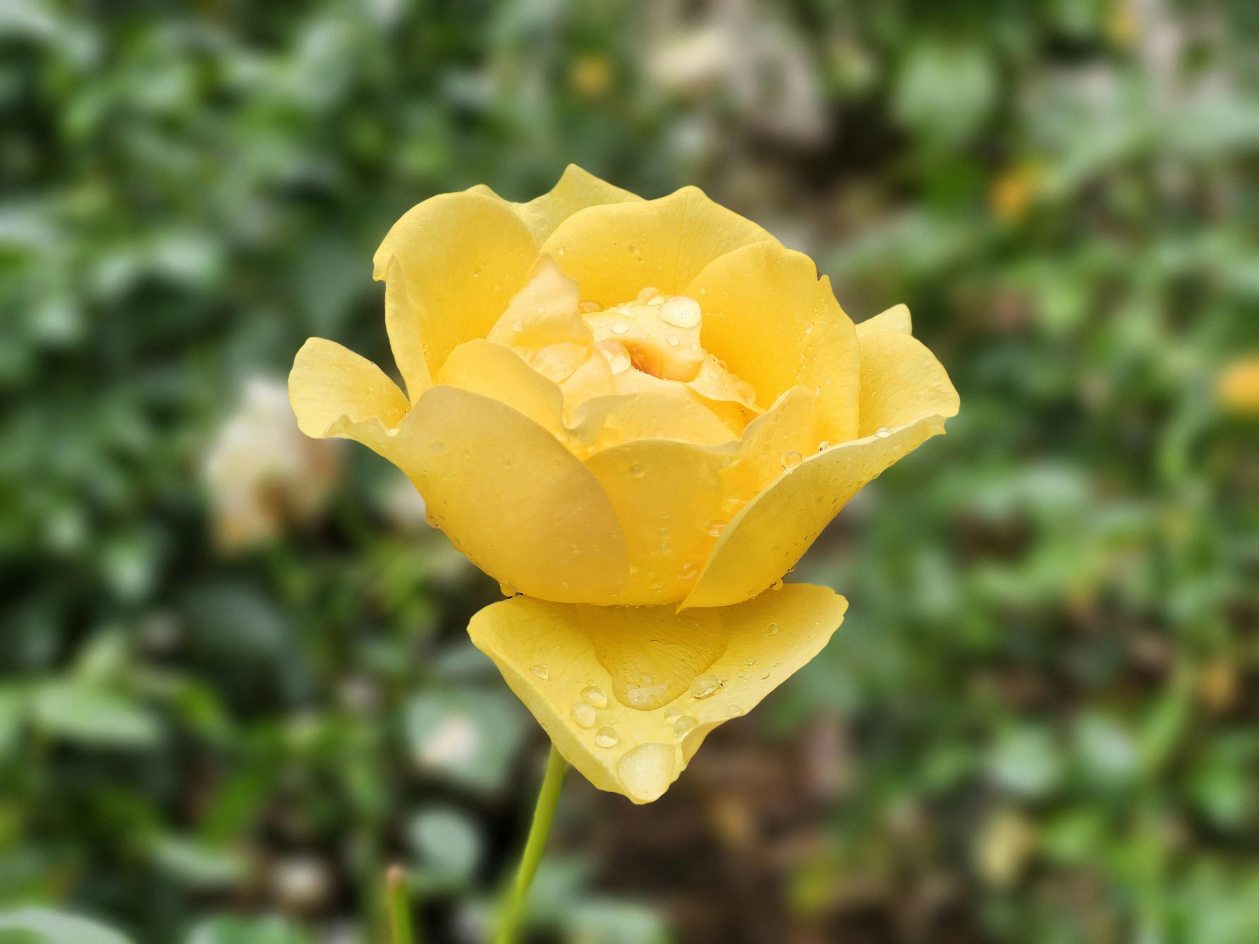 國際：愛丁堡國慶酒會 蘇格蘭政要風雨無阻熱情出席