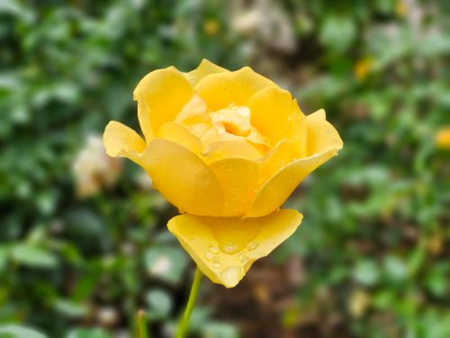 Free A vibrant yellow rose with dewdrops, captured close-up in a Toronto garden. Stock Photo
