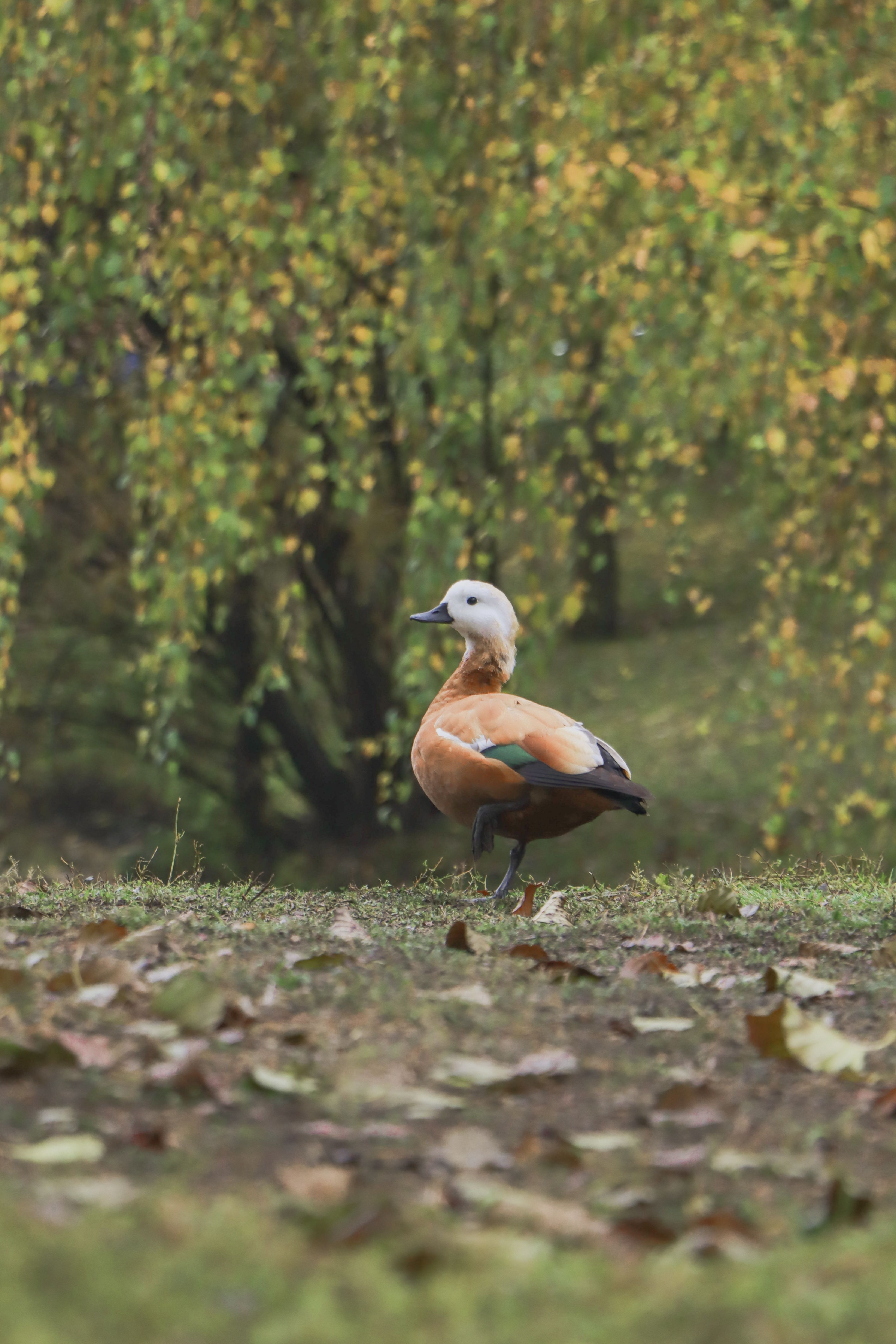 Rustic Duck Stands Amidst Autumn Leaves · Free Stock Photo