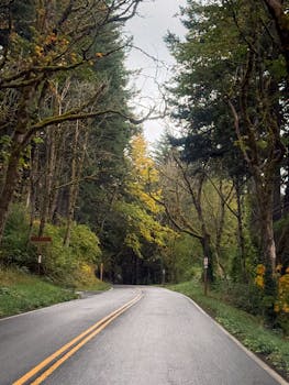 A serene winding road through a misty, overgrown forest in Corbett, Oregon, capturing the essence of a tranquil autumn day.