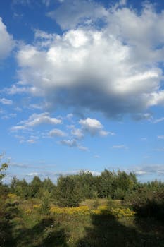 在一个宁静的户外场景中，郁郁葱葱的绿色植物覆盖了整个地面