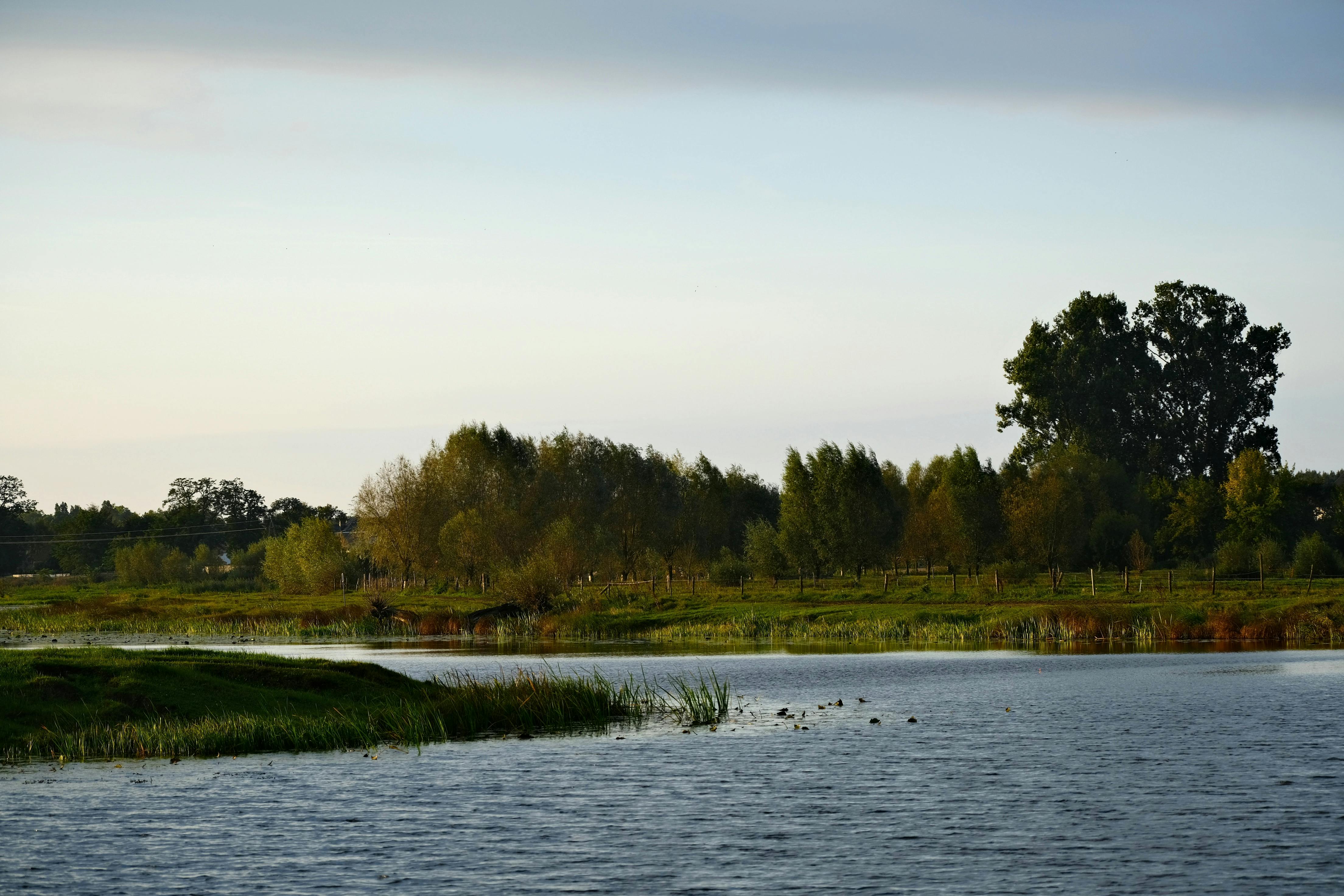 宁静的湖畔，水面平静如镜，郁郁葱葱的树木在晴朗的天空下显得格外生机勃勃