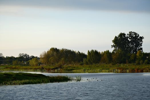 宁静的湖畔，水面平静如镜，郁郁葱葱的树木在晴朗的天空下显得格外生机勃勃
