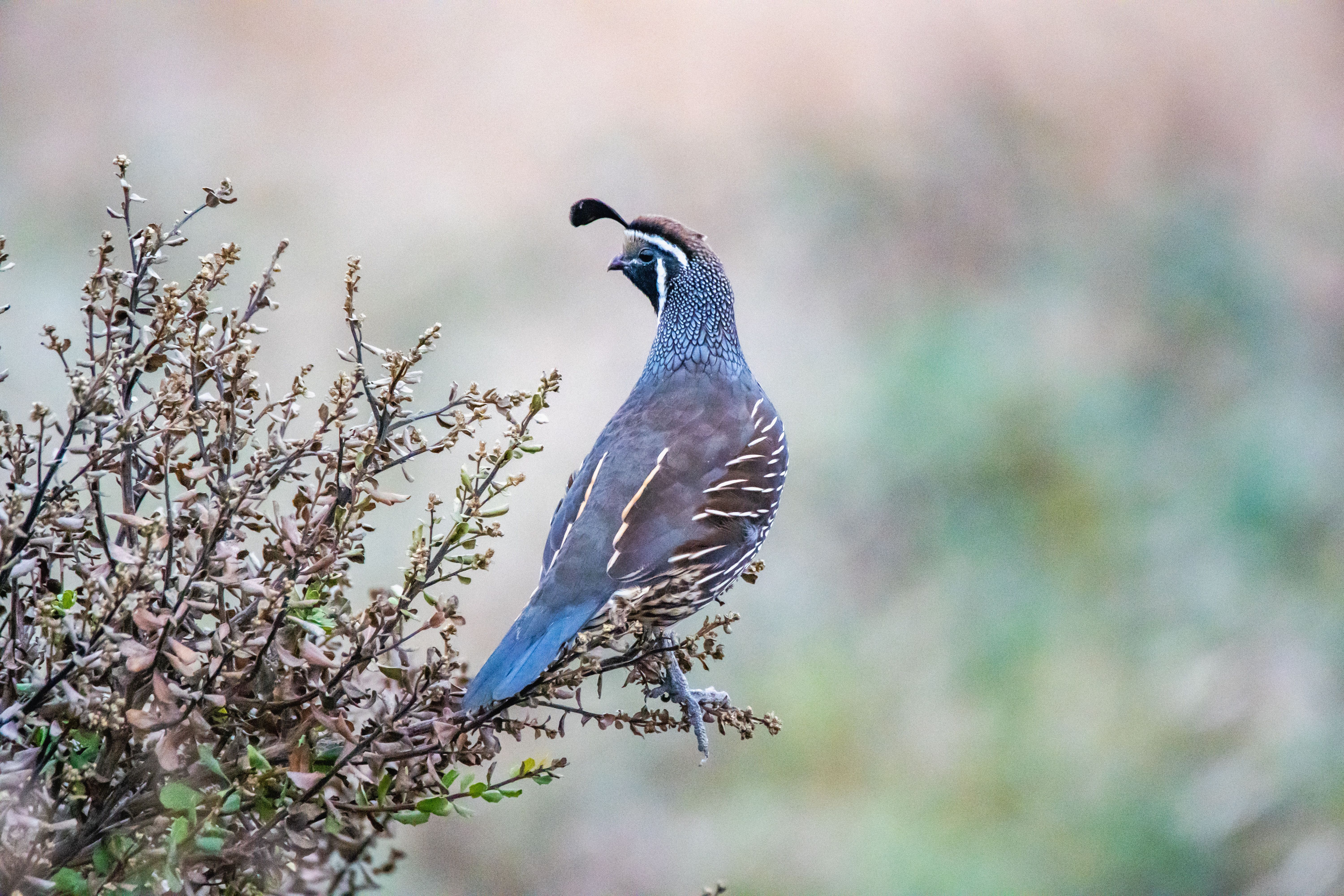 Guided Birding Hike