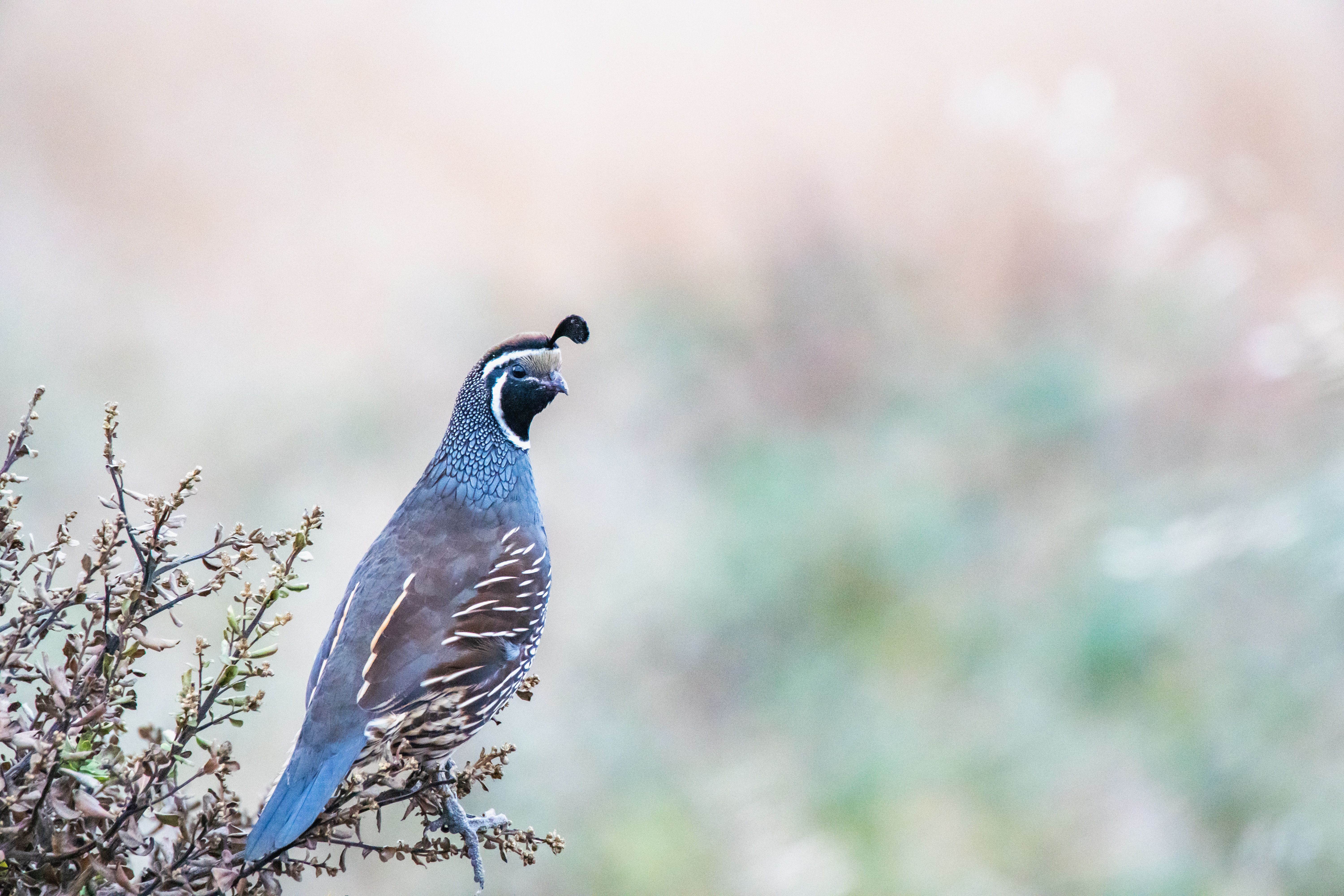 California Quail on Branch in Natural Habitat · Free Stock Photo