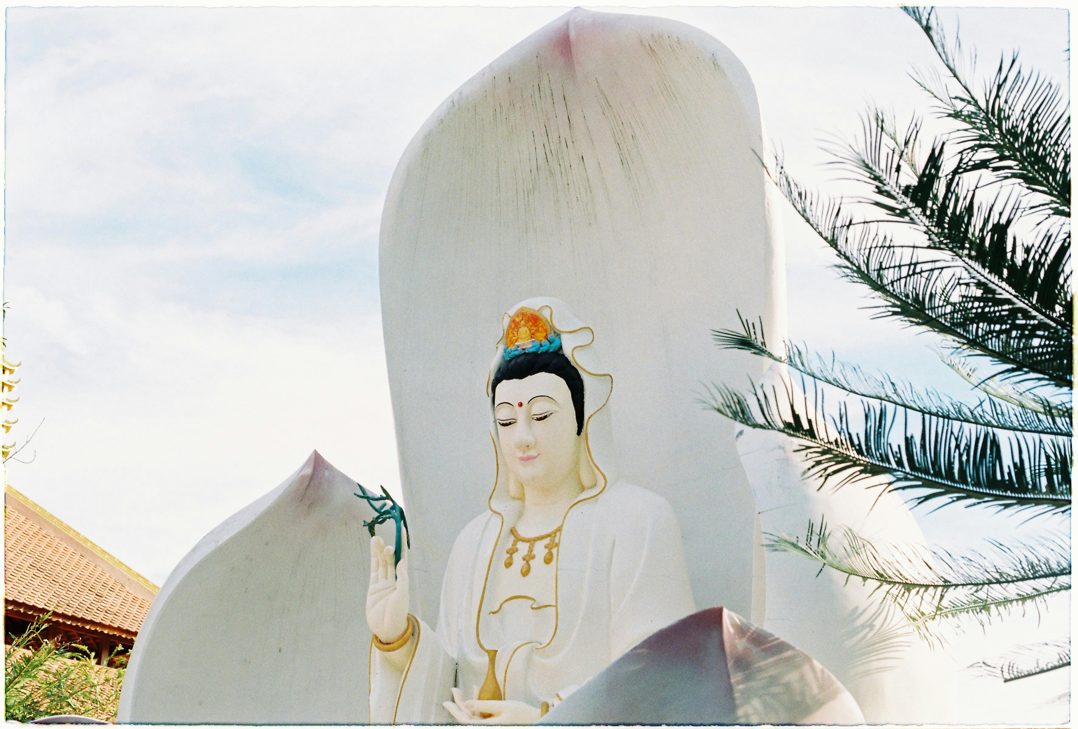 Butia capitata: Morfología, Propagación, Manejo y Aplicaciones Paisajísticas