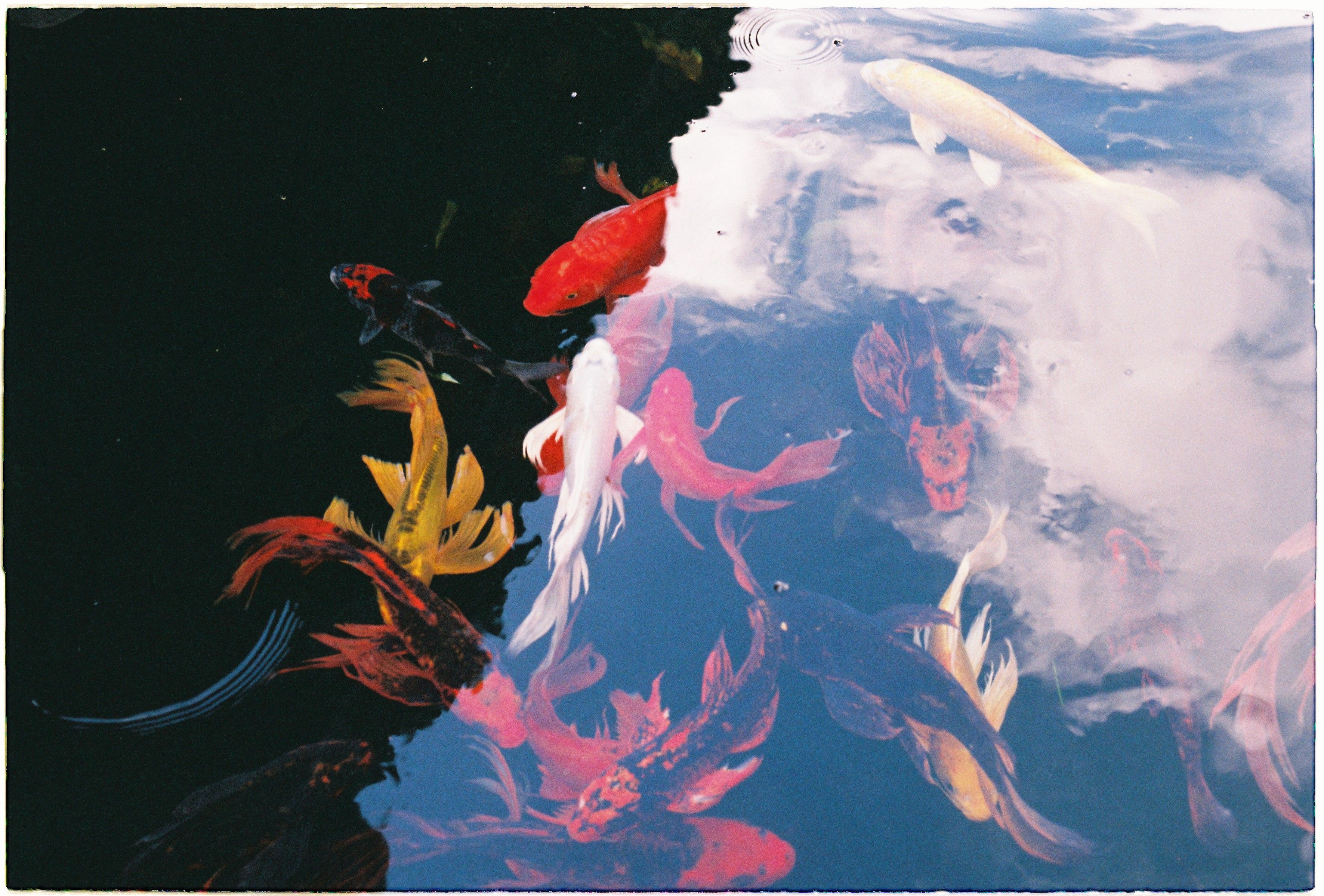 Vibrant koi fish swim in a tranquil pond with reflections on the water's surface.