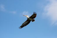 好的，我会根据您的需求进行句子的优化