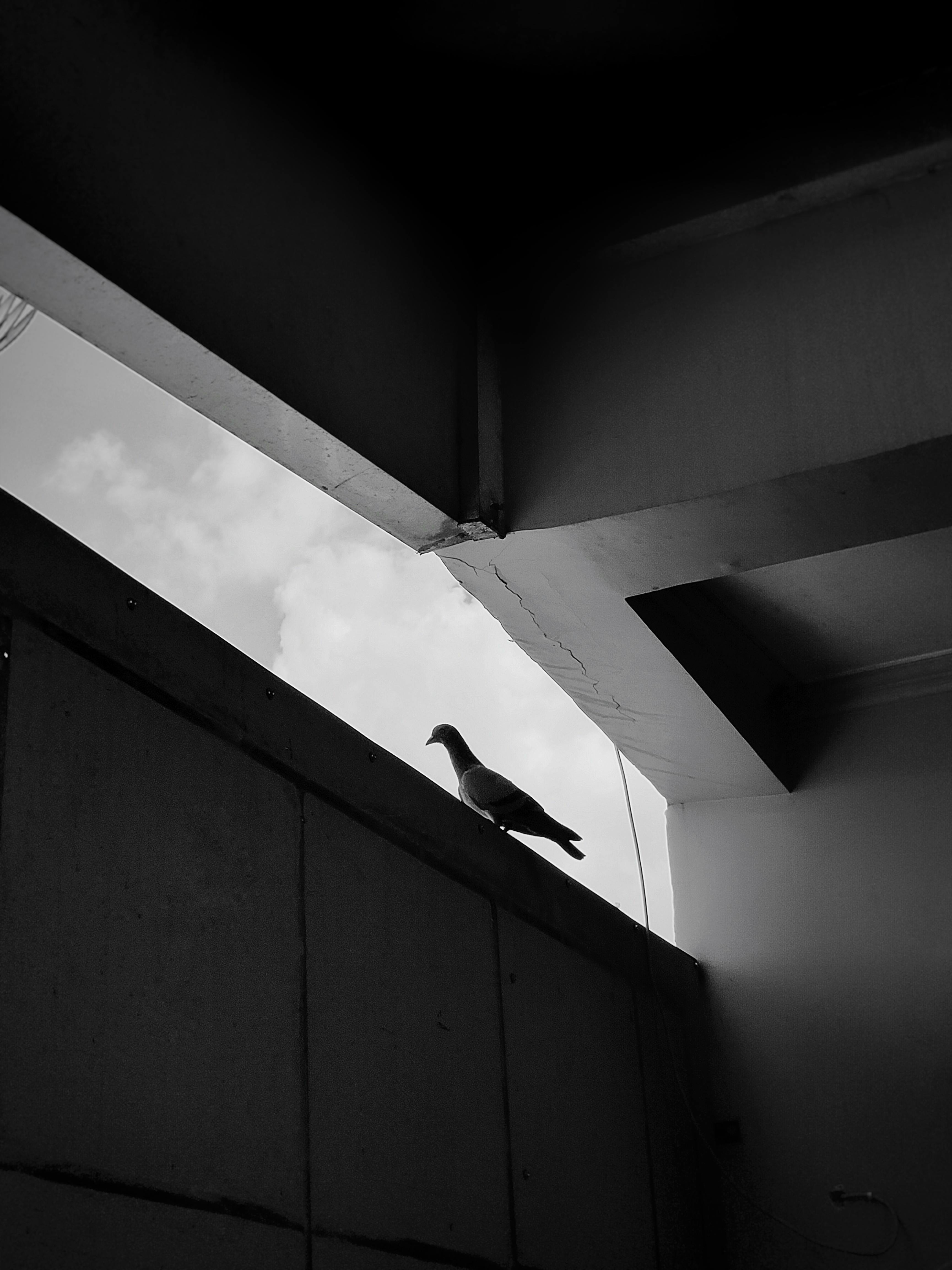 Kostenlos Eine einsame Taube, die sich in einer monochromen städtischen Umgebung vor dem Himmel abhebt. Stock-Foto