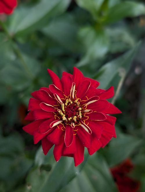 Free Close-up of a vibrant red Zinnia elegans flower in full bloom with lush green leaves in the background. Stock Photo