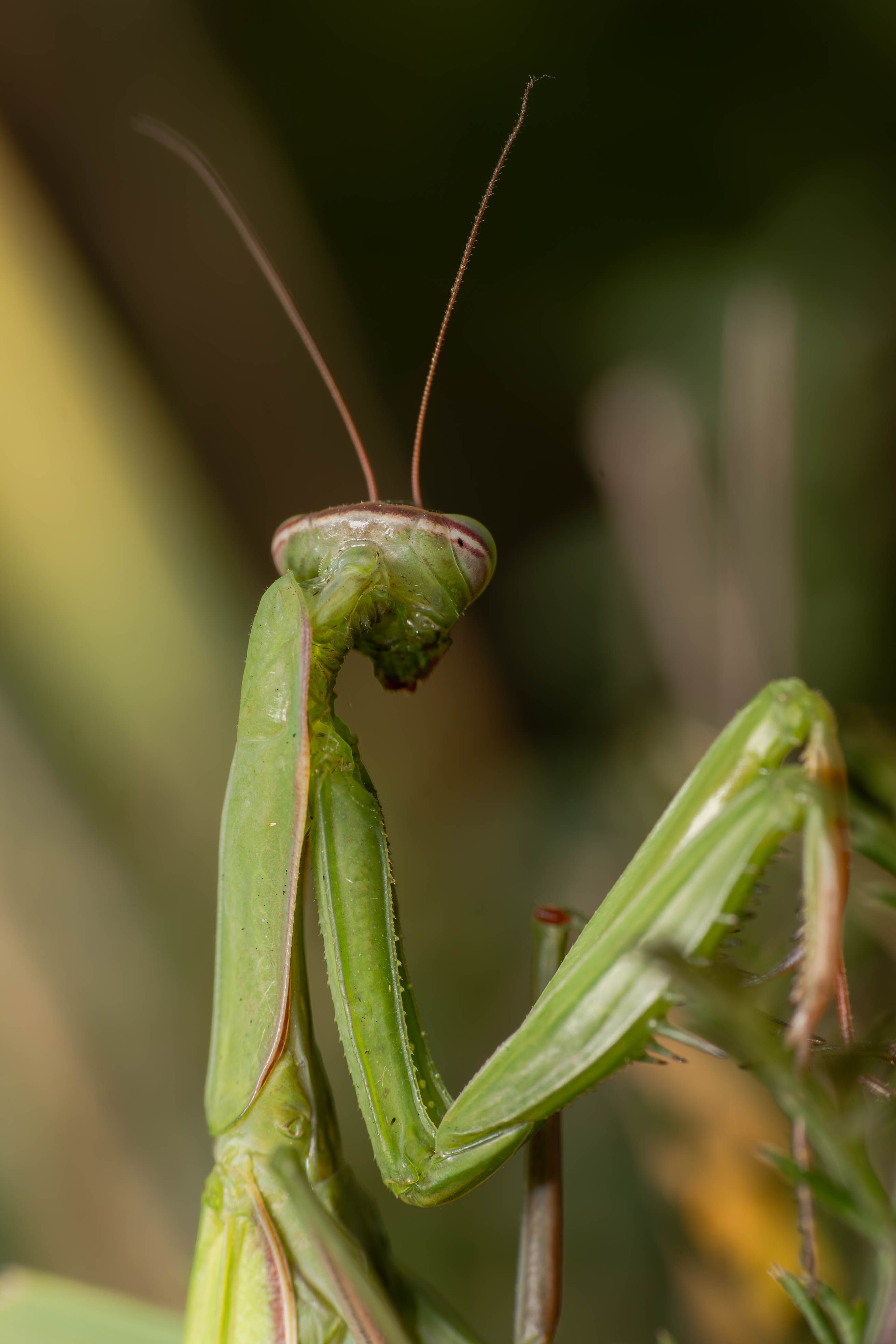 Close-up of Green Praying Mantis in Natural Habitat · Free Stock Photo