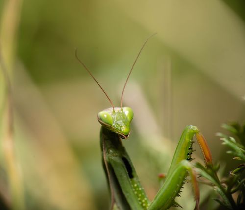 Free Detailed macro shot of a green praying mantis in its natural environment. Stock Photo