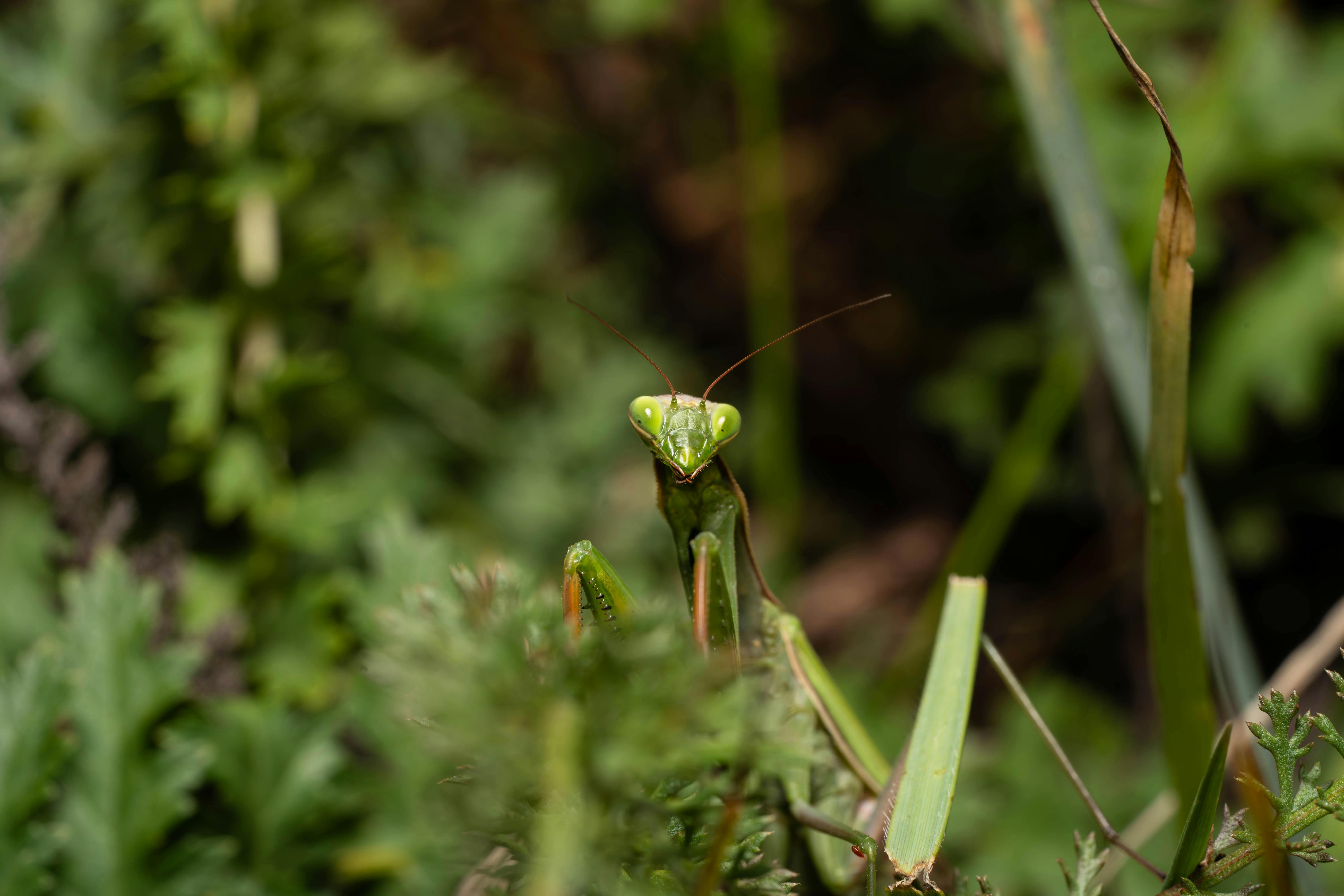 Digital Voice Recorders for EVP: Enhancing Your Paranormal Investigations