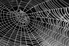 spider web