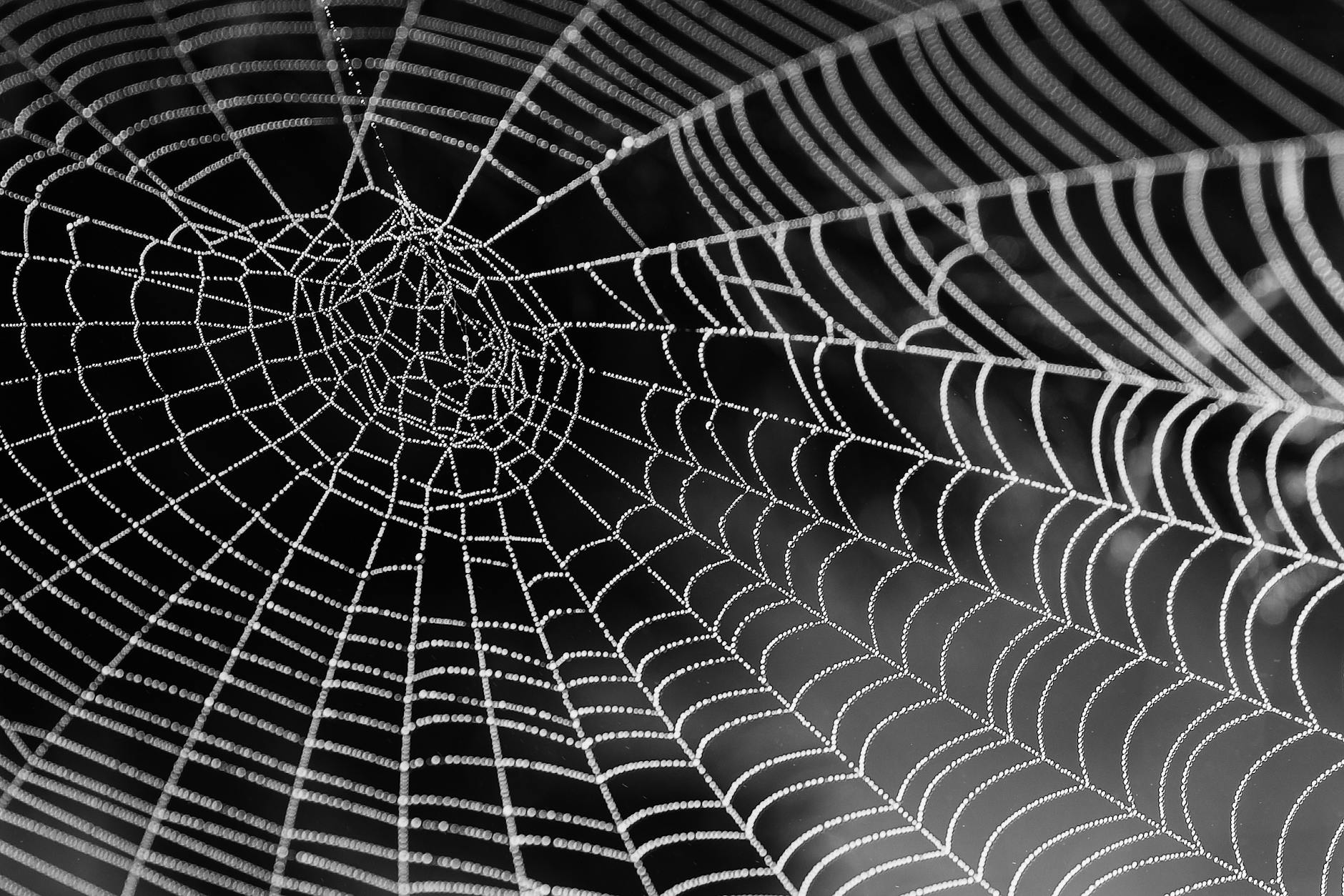 spider web with water beads network dewdrop