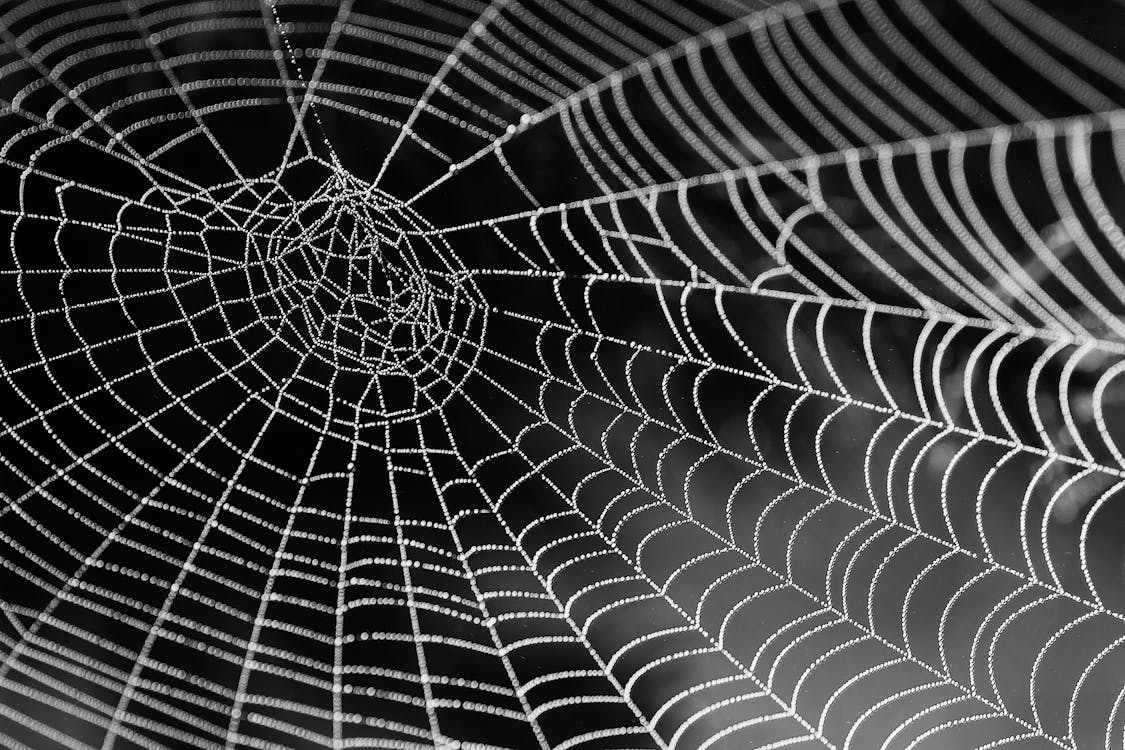 Spider Web