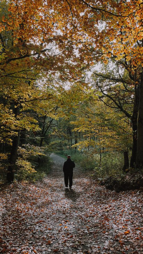 Free A solitary figure walks along a leaf-covered path in a Swedish forest during fall. Stock Photo